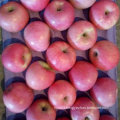 Good Quality of Fresh Qinguan Apple